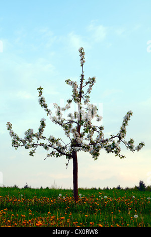 Lonely giovane albero della mela con fiori sul campo, sera, la molla da Honzrath - Saarland / Germania Foto Stock