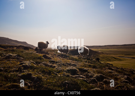 Le Highlands di Islanda, Europa Foto Stock