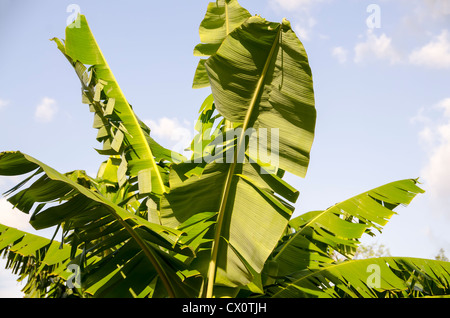 Primo piano Verde foglie di banana contro il cielo blu nessuno wop Foto Stock