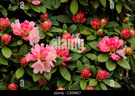 Rododendri in fiore, Gig Harbor, Washington, Stati Uniti d'America Foto Stock