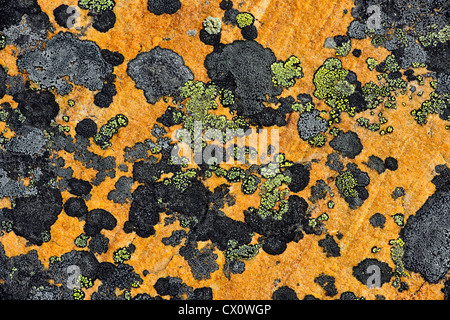 Rock lichen colonie su massi portati giù da una frana, Jasper National Park, Alberta, Canada Foto Stock