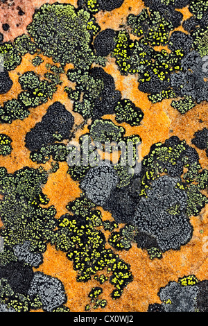 Rock lichen colonie su massi portati giù da una frana, Jasper National Park, Alberta, Canada Foto Stock