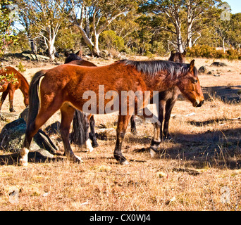 Brumbies (Australian cavalli selvatici), montagne innevate, NSW, Australia Foto Stock