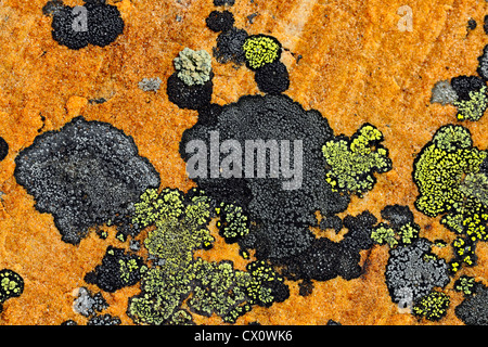 Rock lichen colonie su massi portati giù da una frana, Jasper National Park, Alberta, Canada Foto Stock