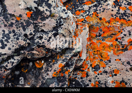 Rock lichen colonie su massi portati giù da una frana, Jasper National Park, Alberta, Canada Foto Stock