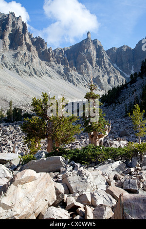 Bristlecone pine trees stand tra l'astragalo sotto Wheeler picco nel Parco nazionale Great Basin. Foto Stock