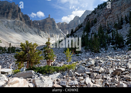 Bristlecone pine trees stand tra l'astragalo sotto Wheeler picco nel Parco nazionale Great Basin. Foto Stock