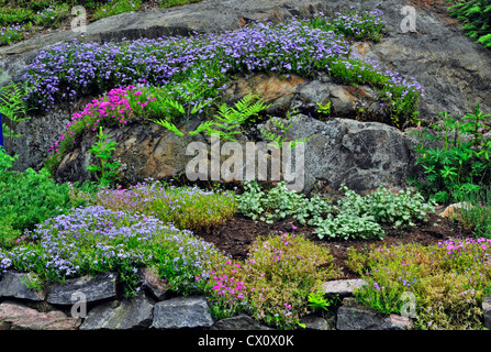 Giardino di roccia con creeping phlox e bracken fern, maggiore Sudbury, Ontario, Canada Foto Stock