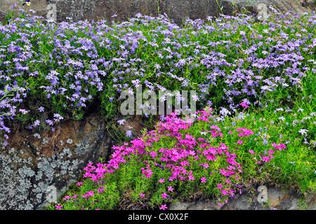 Giardino di roccia con creeping phlox, maggiore Sudbury, Ontario, Canada Foto Stock