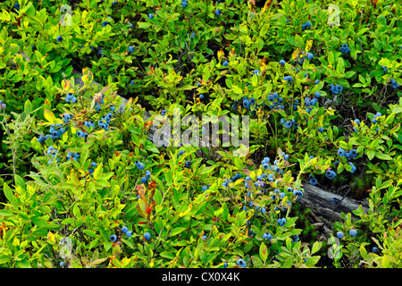 Lowbush mirtillo (Vaccinium angustifolium) bacche mature in un raccolto, maggiore Sudbury, Ontario, Canada Foto Stock