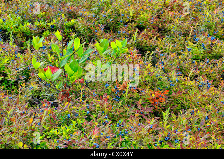 Lowbush mirtillo (Vaccinium angustifolium) bacche mature in un raccolto, maggiore Sudbury, Ontario, Canada Foto Stock