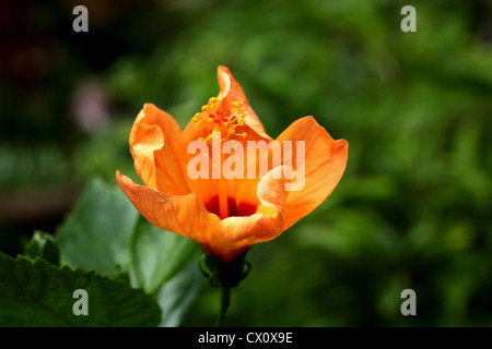 Arancio fiori di ibisco in un giardino Foto Stock