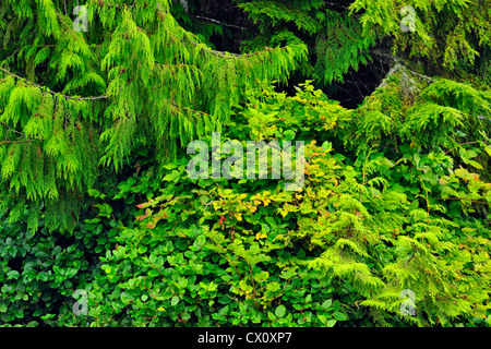 Redcedar occidentale (Thuja plicata) rami e Salal (Gaultheria shallon), Vancouver Island , speranza Isola, BC, Canada Foto Stock