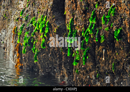 Lattuga di mare (Ulva lactuca) a bassa marea sulla parete di roccia di Hanson Island, isola di Vancouver, BC, Canada Foto Stock