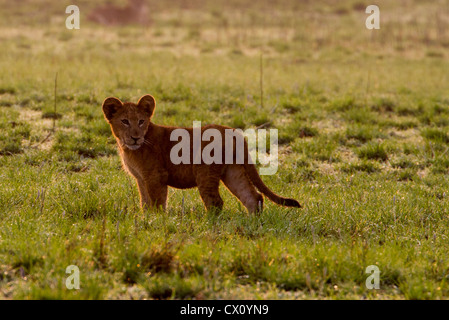 Unico LION CUB (Panthera leo), Queen Elizabeth National Park, Uganda Foto Stock