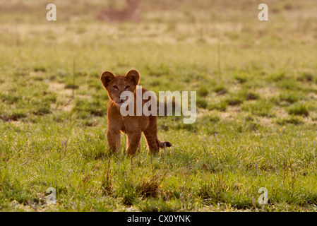 Unico LION CUB (Panthera leo), Queen Elizabeth National Park, Uganda Foto Stock