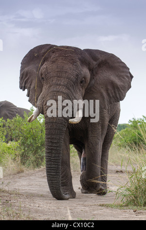 Bull dell' elefante africano (Loxodonta africana) simulazione di carica, Queen Elizabeth National Park, Uganda Foto Stock