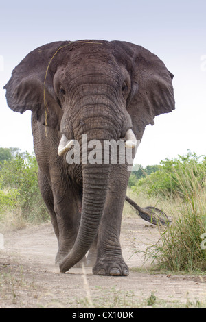 Bull dell' elefante africano (Loxodonta africana) simulazione di carica, Queen Elizabeth National Park, Uganda Foto Stock