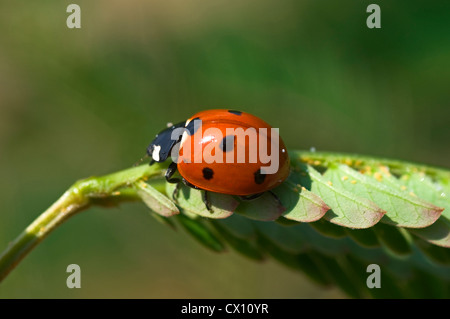 Sette-spot ladybird (Coccinella septempunctata) alimentazione sulla pianta i pidocchi Foto Stock