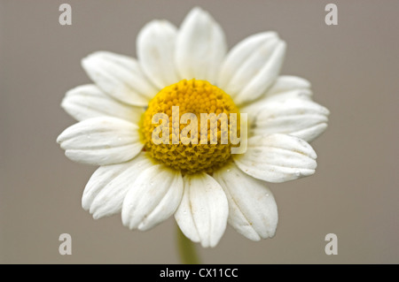 Close-up di Matricale testa (Tanacetum parthenium) Foto Stock