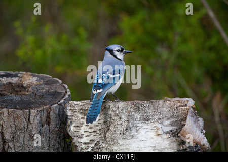 Blue Jay Foto Stock