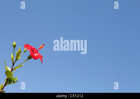 Rosso di fiori di ibisco contro il cielo blu Foto Stock