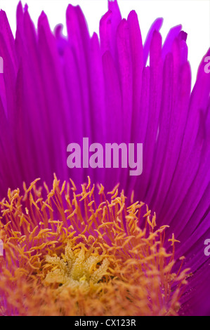 Close-up di fiori di mezzogiorno (Carpobrotus acinaciformis) Foto Stock