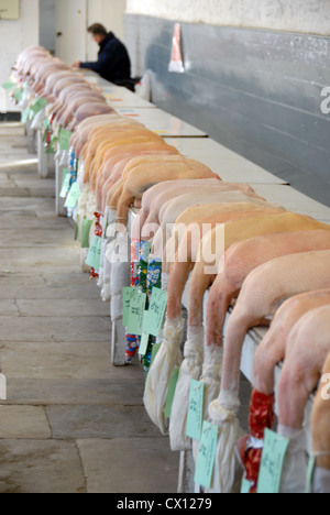 I tacchini a uno spettacolo agricolo nel Devon, Regno Unito Foto Stock