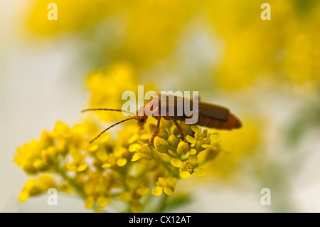 Comune soldato rosso beetle (Rhagonycha fulva) sulle fioriture di colore giallo Foto Stock