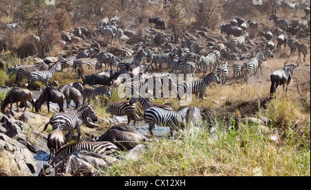 Gnu e zebre durante la Grande Migrazione nel Parco Nazionale del Serengeti, Tanzania. Foto Stock