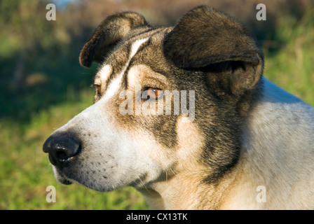 Un bianco e nero mongrel dog nel profilo Foto Stock