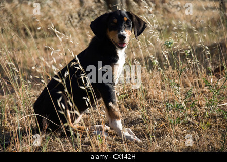 Giovani cagnaccio randagio cane in Grecia guardando con fiducia alla fotocamera Foto Stock