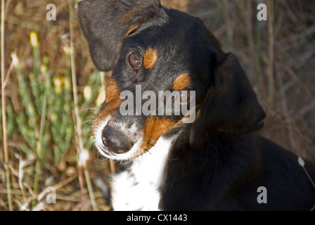 Circa 4 mesi di età cagnaccio randagio cane in Grecia guardando con fiducia alla fotocamera sperando di trovare una nuova casa Foto Stock