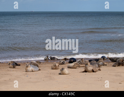 Le guarnizioni di tenuta comune, Phoca vitulina, Happisburgh di Winterton Beach, Norfolk, Regno Unito Foto Stock