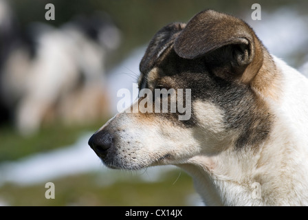 Un bianco e nero mongrel dog nel profilo con campi di neve sullo sfondo Foto Stock