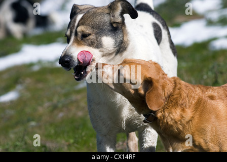 Incontro di due cani - uno leccare il muso, gli altri lo sniffing di lui - con campi di neve sullo sfondo Foto Stock