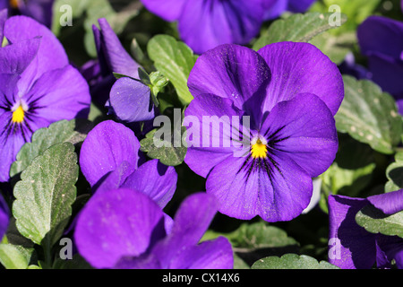 Viola Pansy Fiori Foto Stock