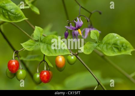 Bacche e fiori (Solanum dulcamara) sullo stelo Foto Stock