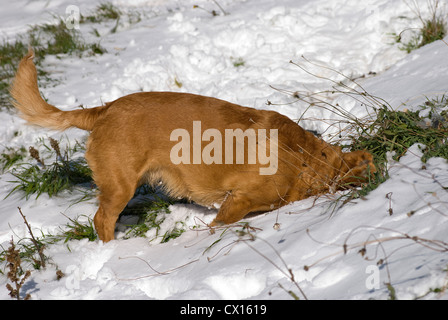 A pelo corto bassotto mongrel a scavare nella neve Foto Stock