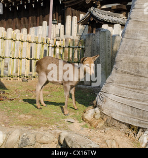 Giovani cervi sika, cervus nippon su un prato a Nara, Giappone Foto Stock