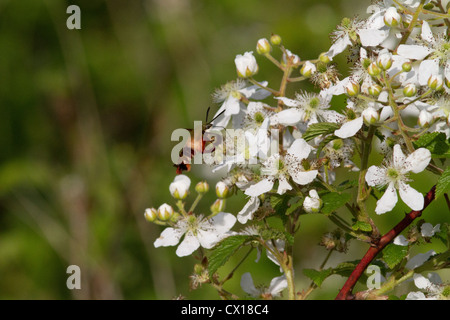 Hummingbird clearwing moth su una boccola di blackberry Foto Stock