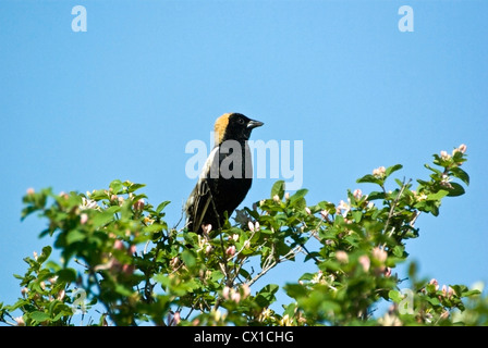 Bobolink, Dolichonyx oryzivorus, maschio in allevamento piumaggio Foto Stock