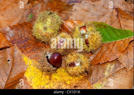 Castagno Castanea sativa commestibili dadi fruttifero nella buccia spinosa sul pavimento woodland Kent REGNO UNITO Foto Stock