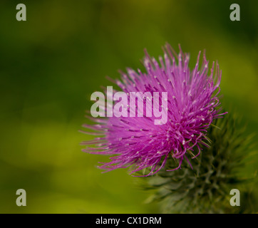 Isolato Singola immagine di un cardo scozzese in piena fioritura contro un naturale sfondo verde Foto Stock