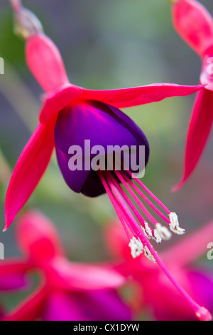 Ripresa macro di un singolo Fuchsia Bud Foto Stock