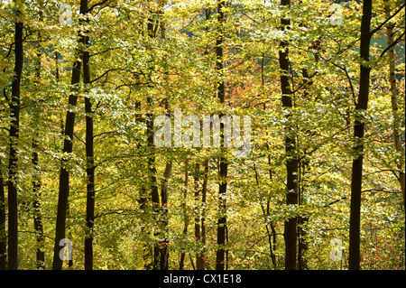 Faggi Fagus sylvatica Ranscombe Farm Riserva Naturale Kent REGNO UNITO nativo verde atmosferica bella tranquilla Foto Stock