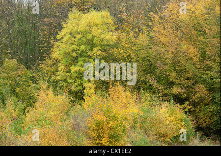 Collezione Autunno misto alberi colorati Ranscombe Farm Riserva Naturale Kent REGNO UNITO Campo Faggio Acero giallo verde Foto Stock