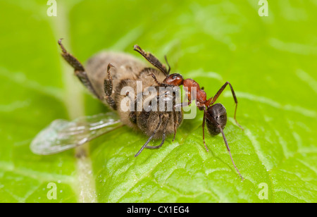 Legno Ant trascinando un punto morto Honey Bee Apis mellifera Kent REGNO UNITO Foto Stock