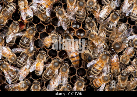 Nuova Zelanda Regina su cellule in alveare circondato dai lavoratori Honey Bee Apis mellifera Kent REGNO UNITO honecomb tendendo le cellule Foto Stock