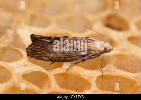 Maggiore tarma della cera Galleria mellonella pest a Honey Bee Apis mellifera Kent REGNO UNITO Foto Stock